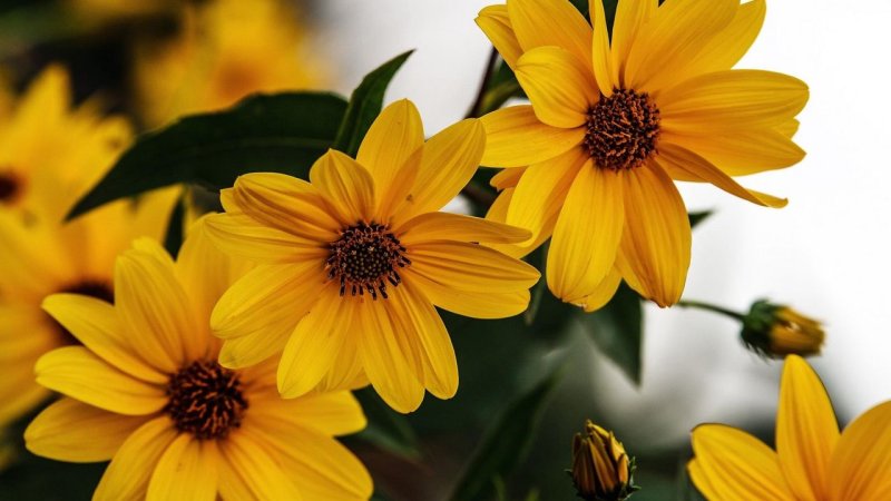 Примула и рудбекия