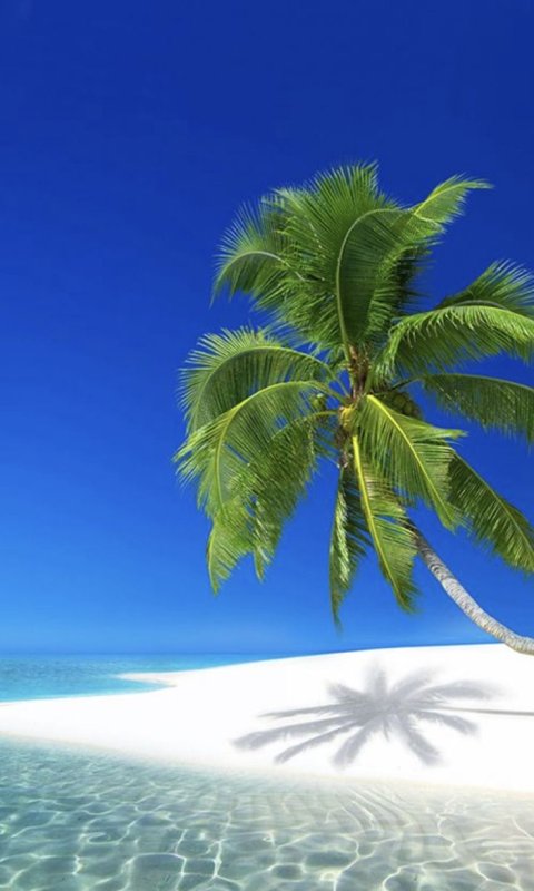 Красивый пляж с пальмами