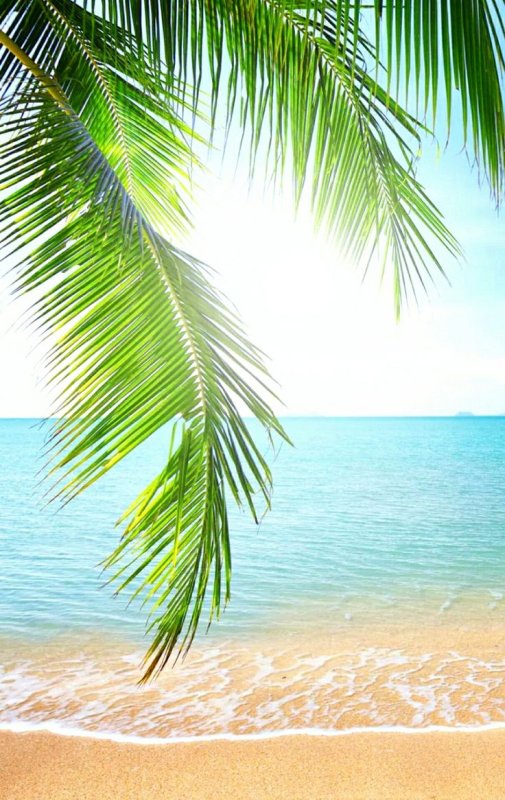 Море пляж пальмы