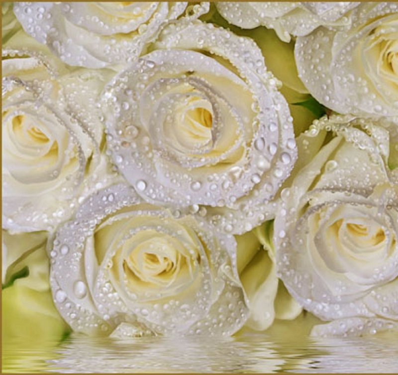 Белые розочки