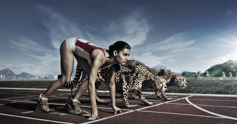 Животные спортсмены картинки