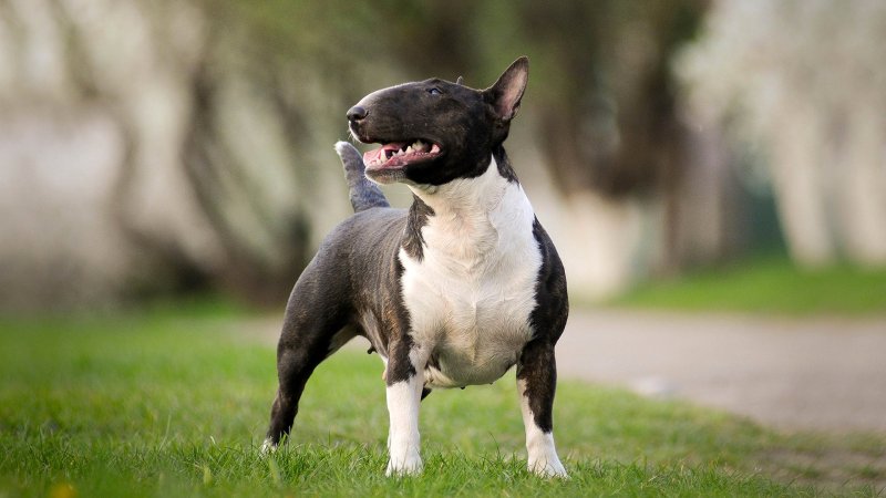 Миниатюрный бультерьер (Miniature bull Terrier)