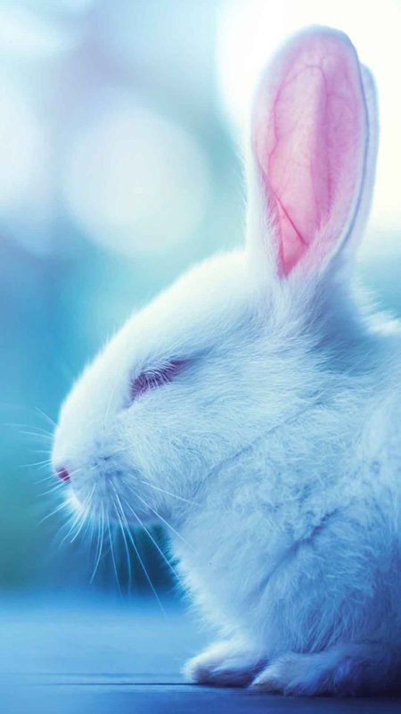 Красивый кролик