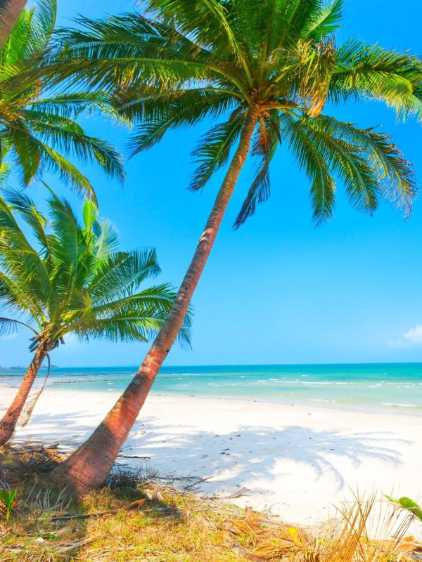 Пляж с пальмами