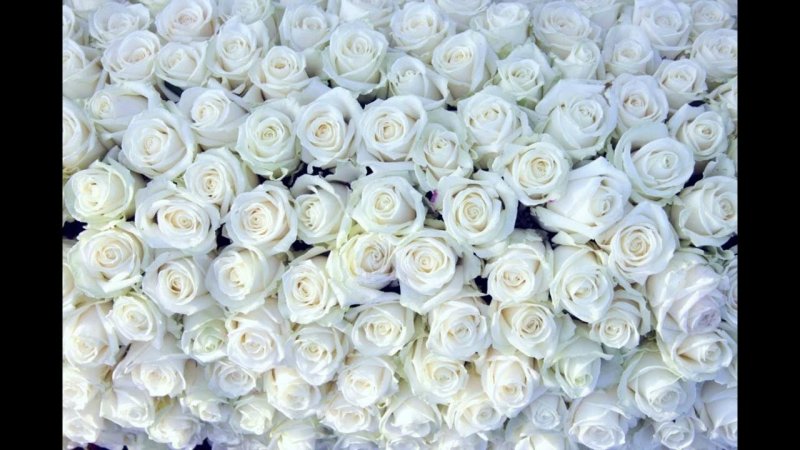 Красивые белые розы