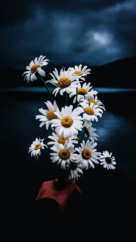 Красивые ромашки