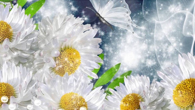 Фон ромашки
