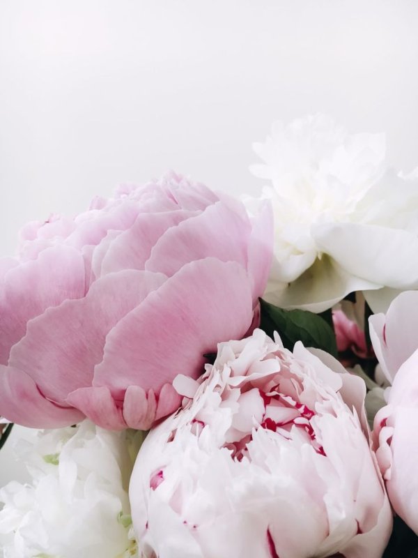 Шикарные пионы