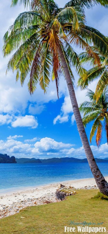 Море пляж пальмы