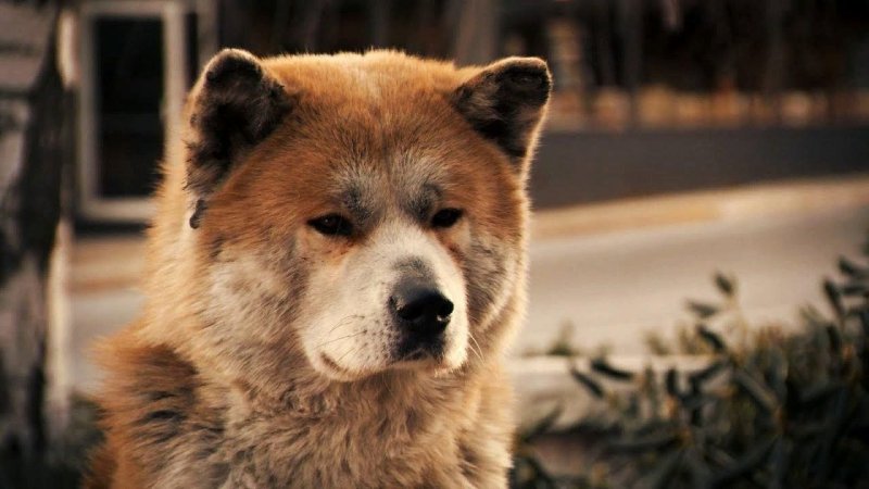 Верный пес Хатико