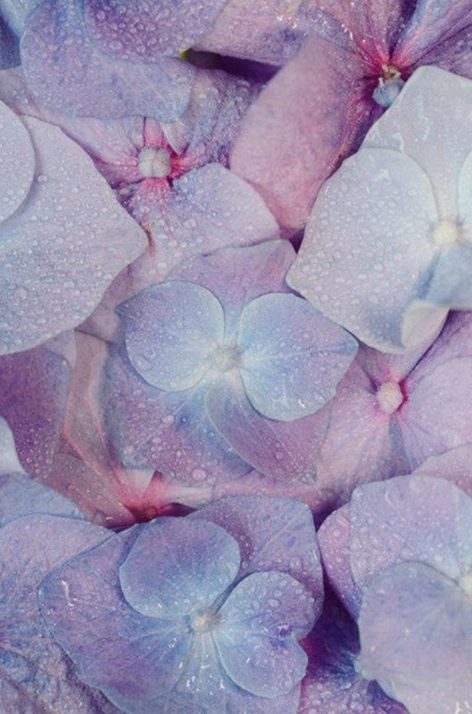 Сиренево голубой