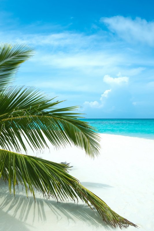 Пляж с пальмами