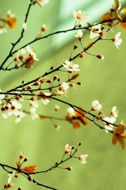 Весенняя веточка