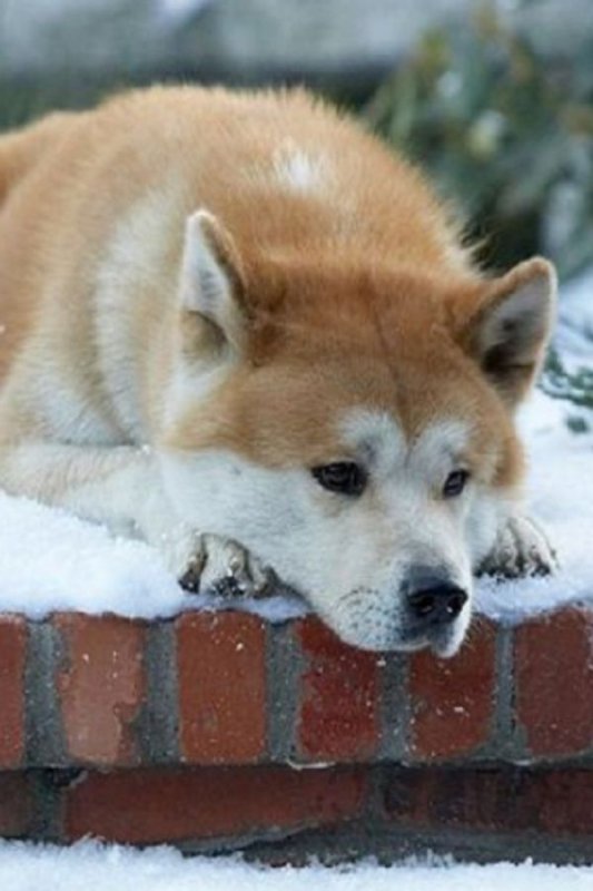 Акита-ину фильм Хатико