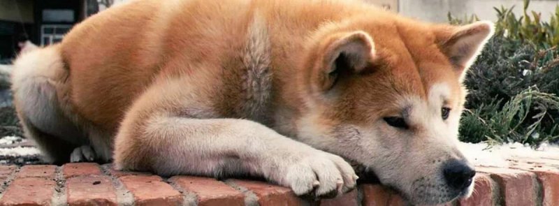 Ричард Гир Хатико