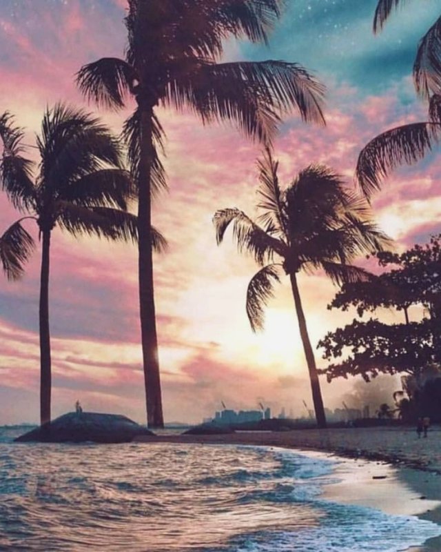 Море пальмы