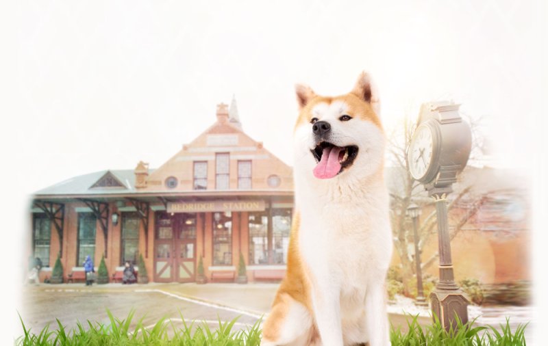 Магазин Хатико Липецк