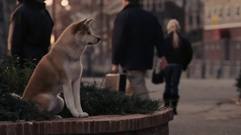 Хатико самый верный друг