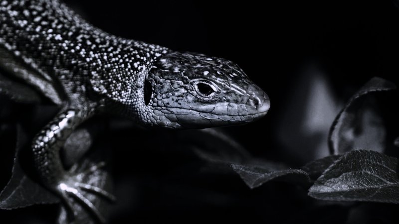 Ящерица на рабочий стол