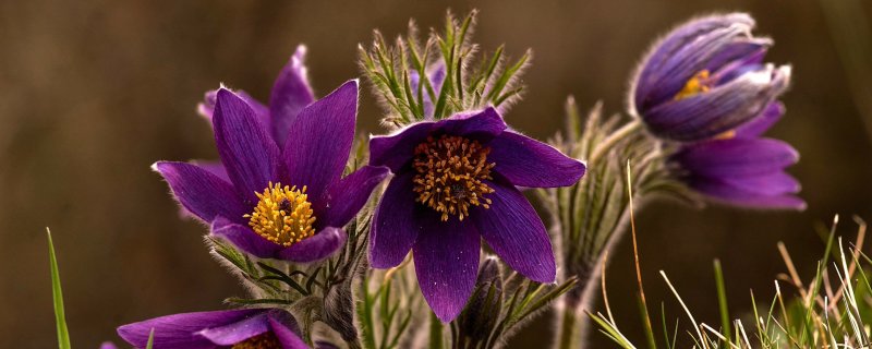 Цветок прострел Пурпл