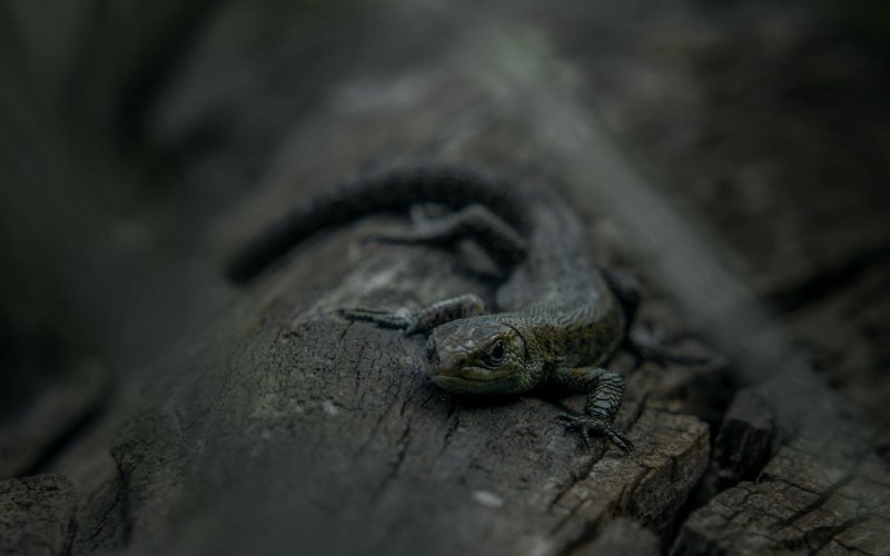 Ящерица на Камне