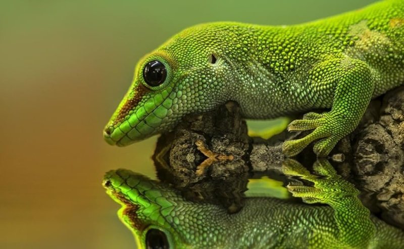 Пресмыкающиеся ящерица геккон