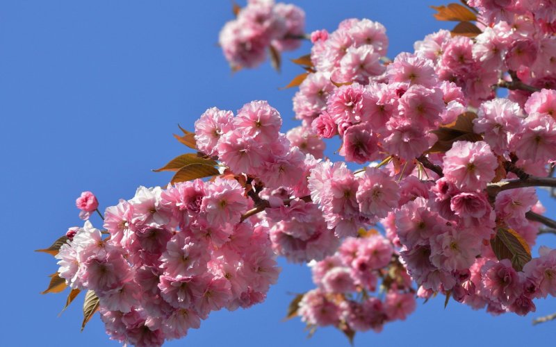 Вишня декоративная Сакура