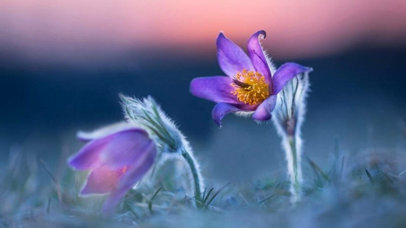 Первоцветы сон трава