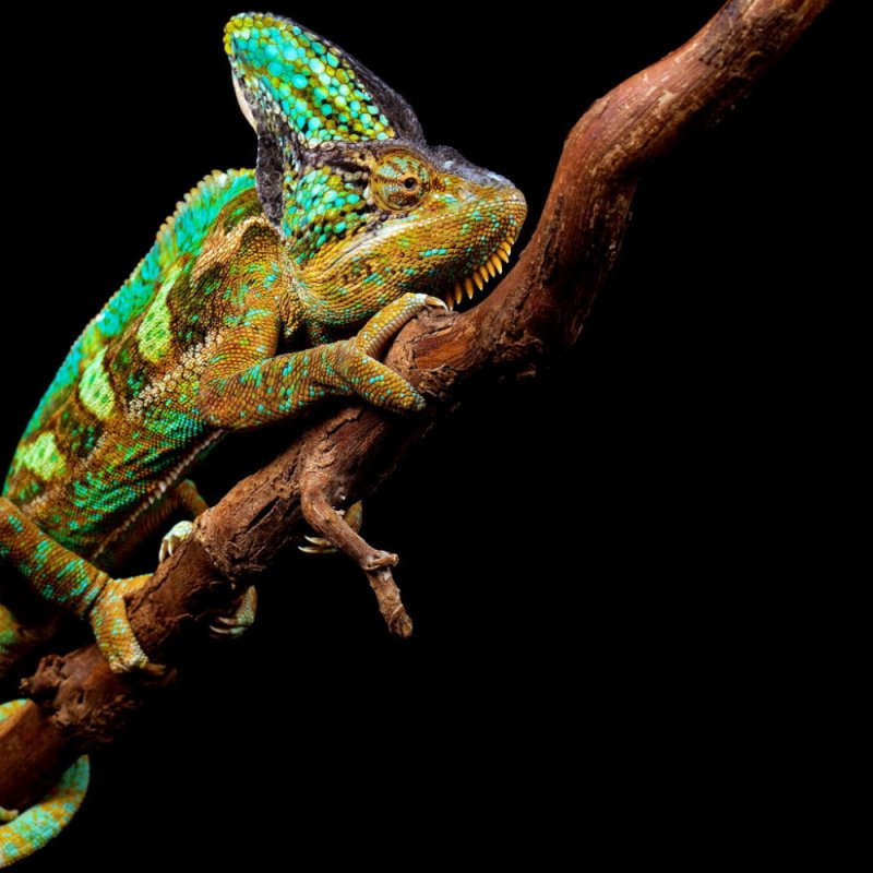 Хамелеон рептилия