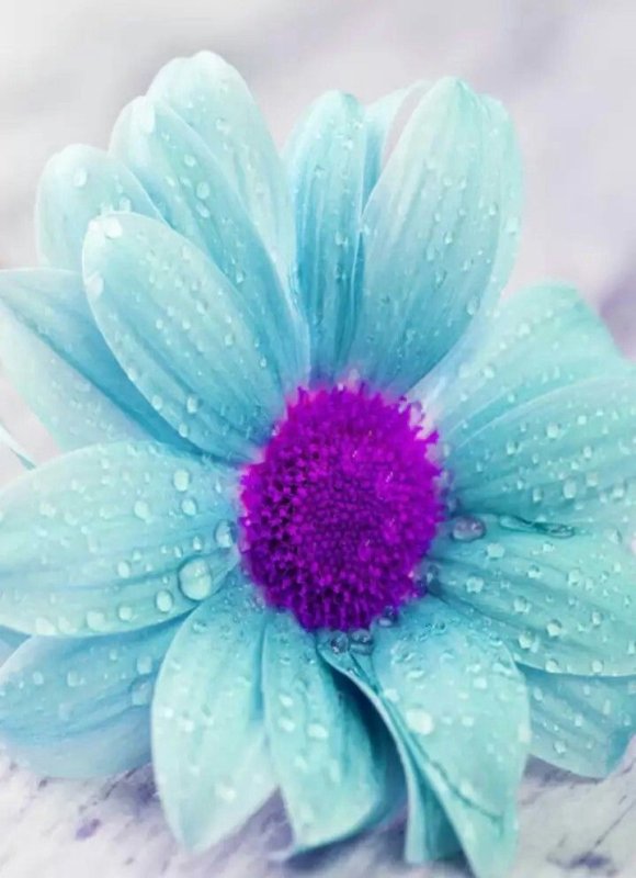 Цветы в бирюзовых тонах