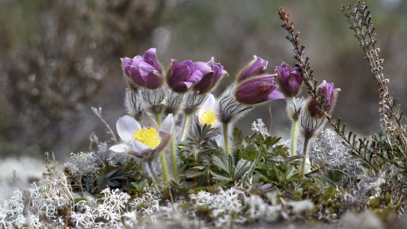 Первоцветы Урала прострел