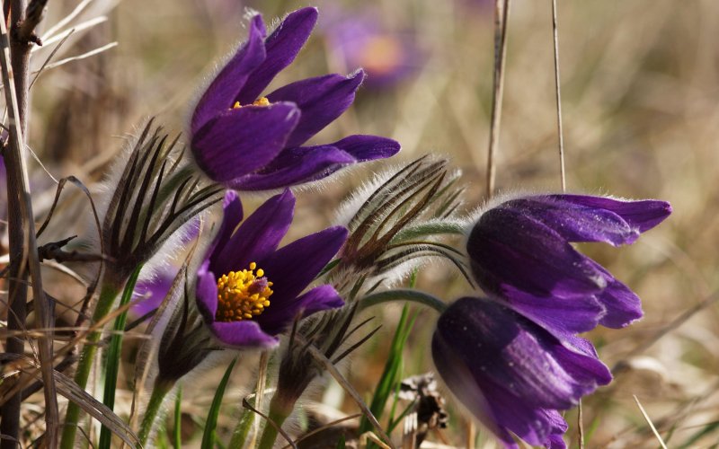 Подснежник Сибирский прострел