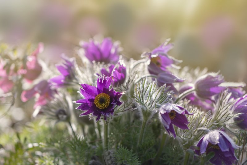 Прострел анемона