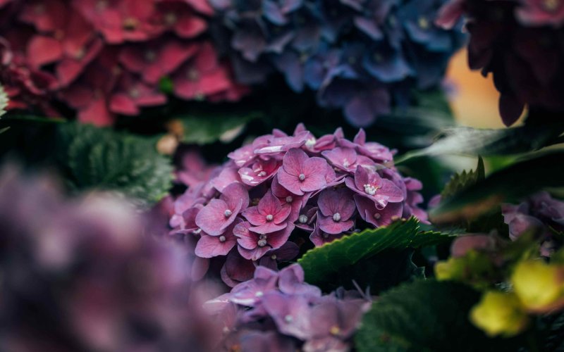 Гортензия Тиффани Пурпл