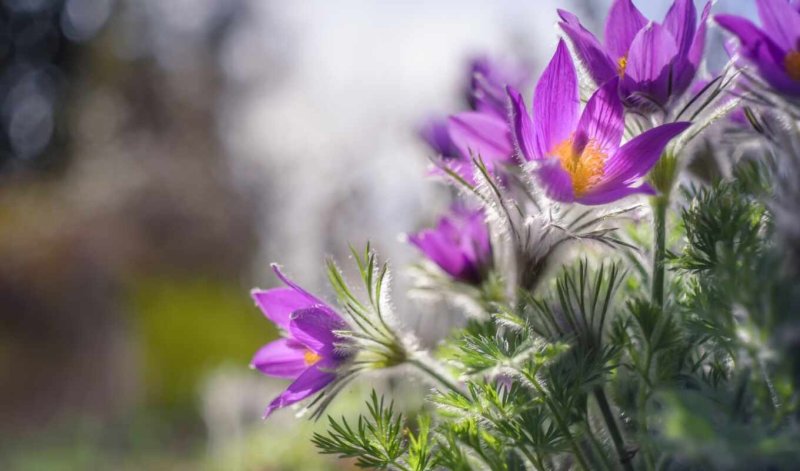 Прострел (Подснежник, сон-трава, Pulsatilla)