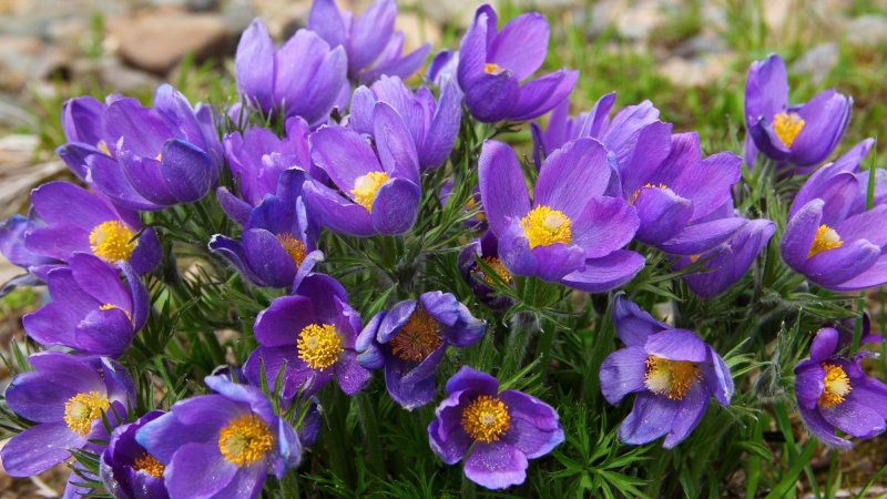 Подснежник Сибирский прострел