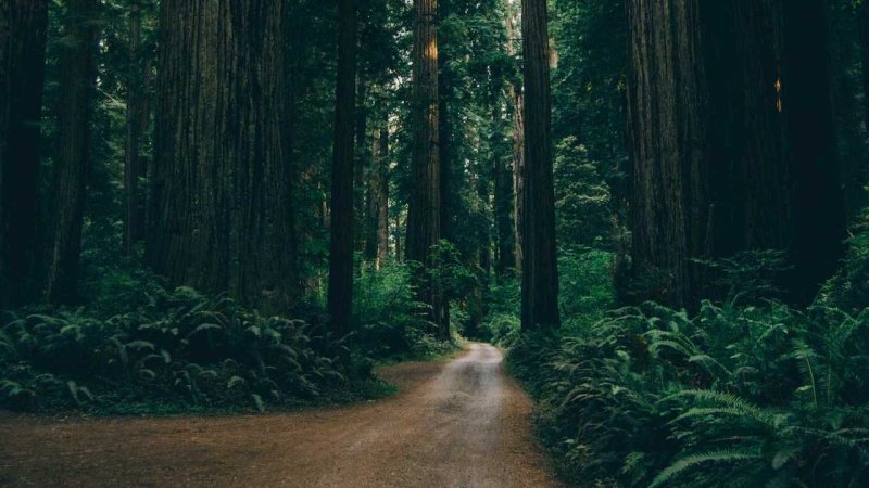 Тёмно зелёный лес