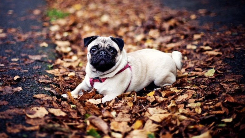 Красивый Мопс