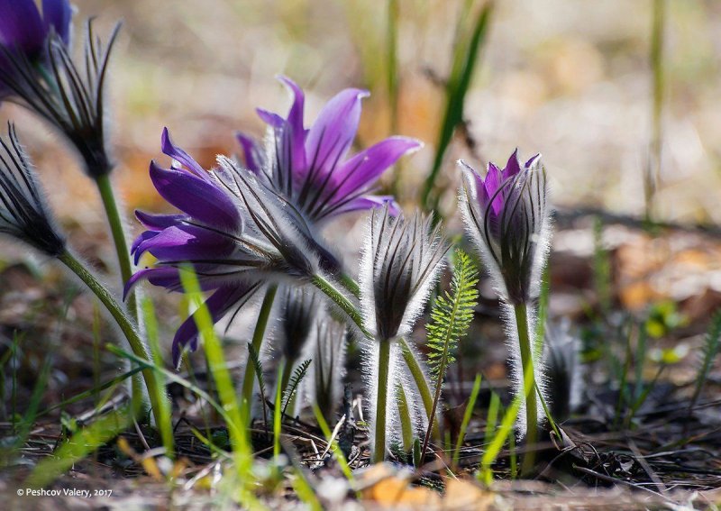 Первоцветы прострел