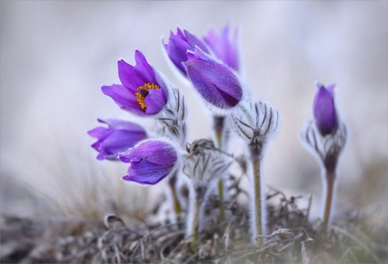 Прострел весенний сон-трава