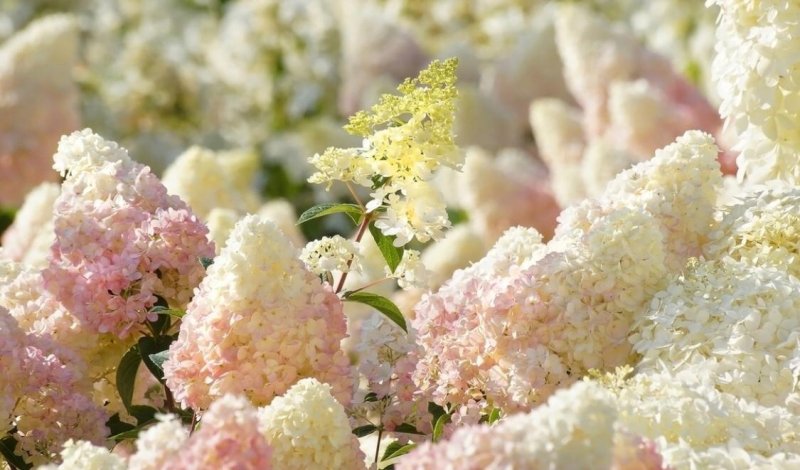 Гортензия метельчатая белая