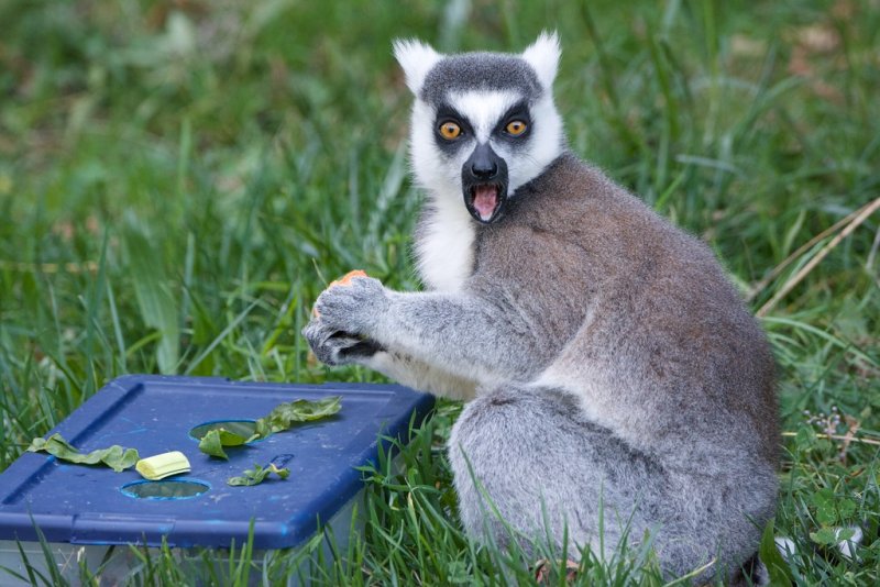 Лемур на рабочий стол