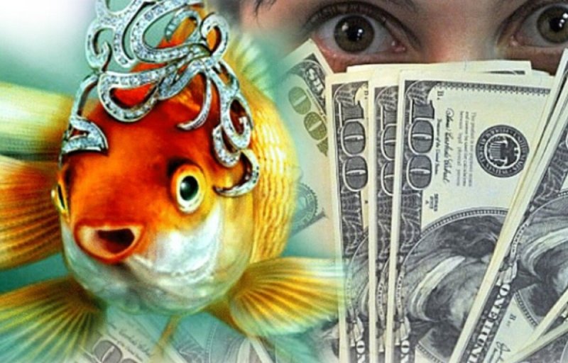 Золотая рыбка денежная