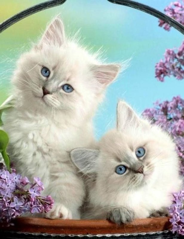 Красивые котики