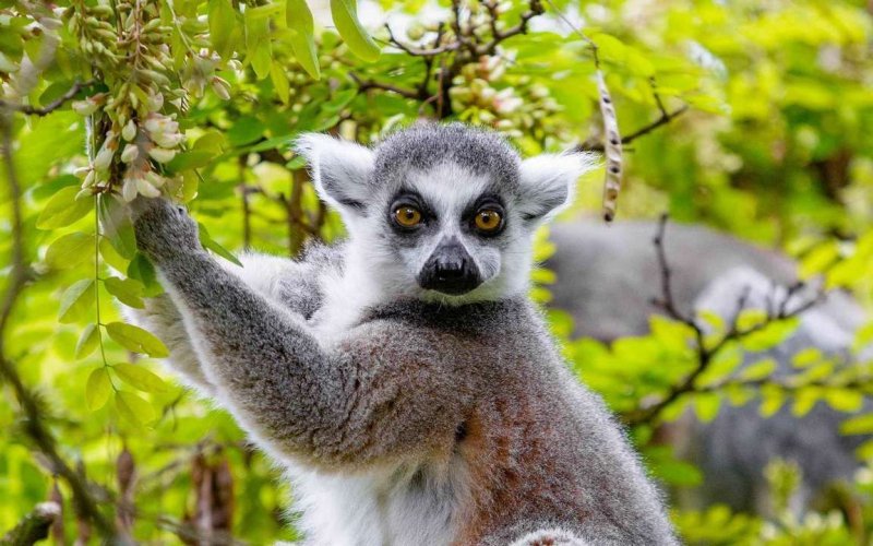 Лемур Лори узбагойся