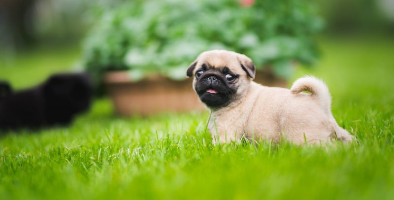 Лохматый Мопс