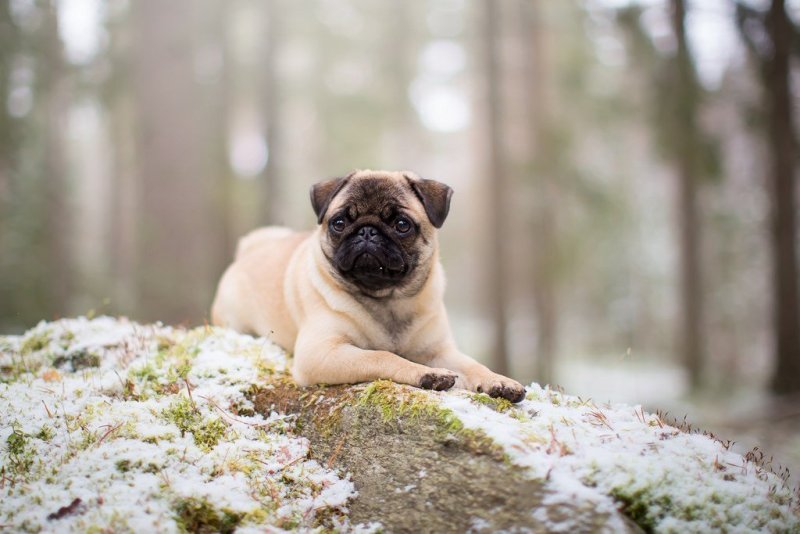 Терьерный Мопс