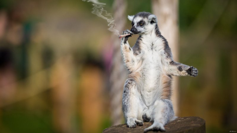 Смешные лемуры