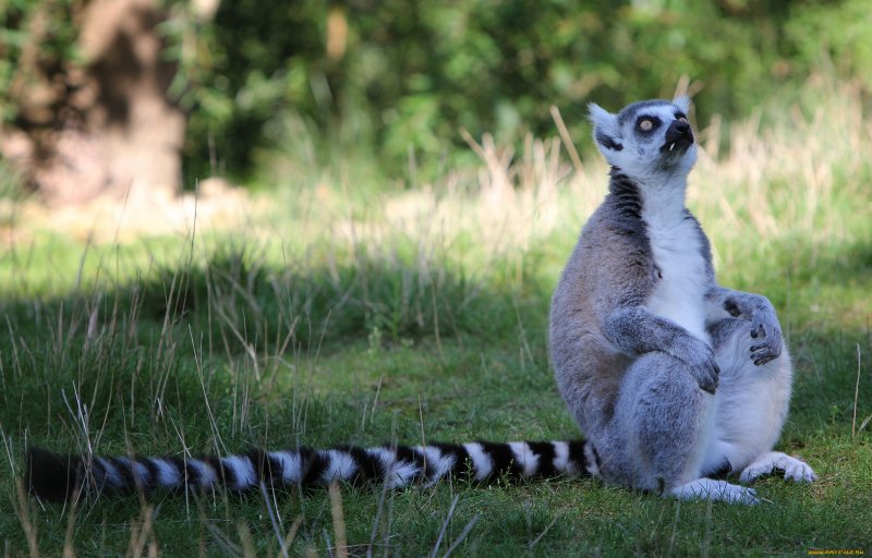 Смешные лемуры