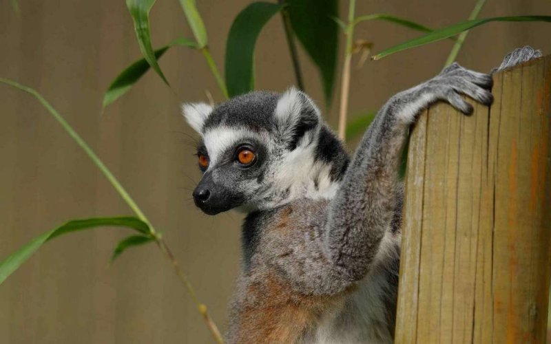 Толстохвостый лемур